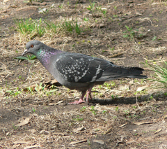 Columba livia domestica