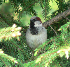 Passer domesticus