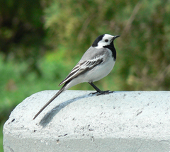Motacilla alba