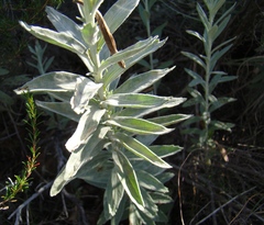 Senecio lineatus