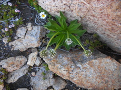 Valeriana macrorhiza