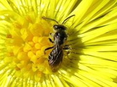 Andrena semilaevis