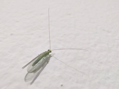 Chrysoperla