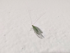 Chrysoperla
