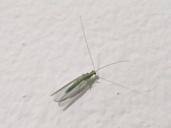 Chrysoperla