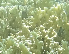 Millepora tenera