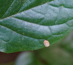 Adoxophyes privatana