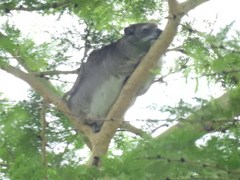 Dendrohyrax arboreus
