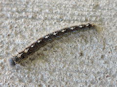 Malacosoma disstria