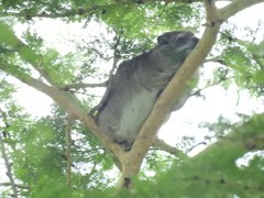 Dendrohyrax arboreus