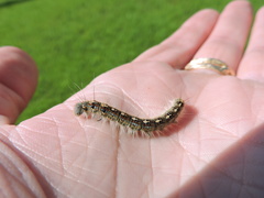 Malacosoma disstria