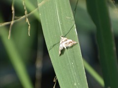 Oxyelophila callista