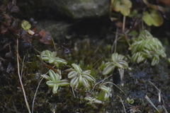 Pinguicula lusitanica