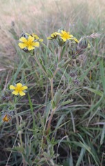Potentilla recta obscura