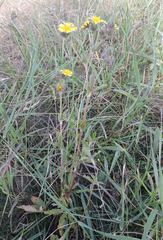 Potentilla recta obscura