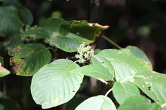 Schizenterospermum rotundifolium