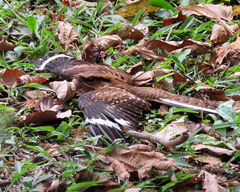 Nyctidromus albicollis