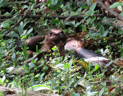 Nyctidromus albicollis