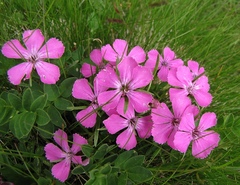 Dianthus glacialis