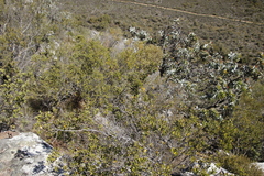 Phylica oleifolia