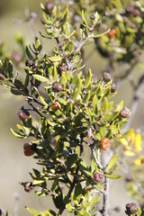Phylica oleifolia