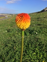 Kniphofia rooperi