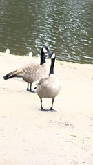 Branta canadensis