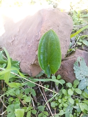 Arisarum