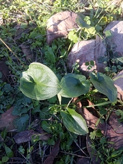 Arisarum