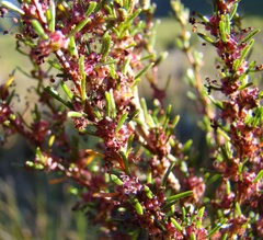Cliffortia erectisepala