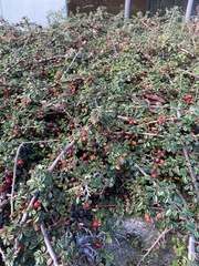 Cotoneaster microphyllus