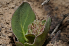 Asclepias cryptoceras davisii