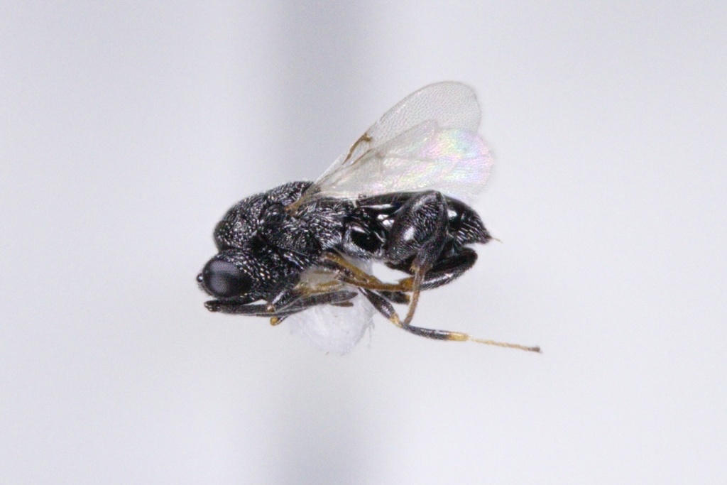 Haltichella xanticles