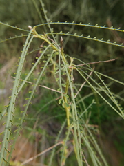 Parkinsonia aculeata