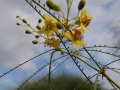 Parkinsonia aculeata