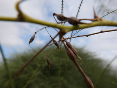 Parkinsonia aculeata