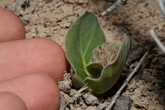 Asclepias cryptoceras davisii