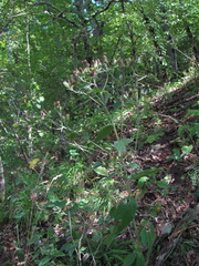 Pentanema squarrosum