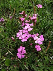 Dianthus glacialis