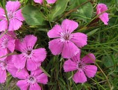 Dianthus glacialis