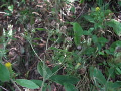 Pentanema squarrosum