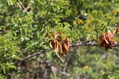 Dalbergia bracteolata image