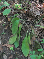 Pentanema squarrosum