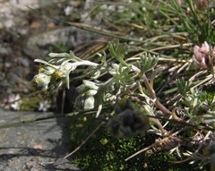 Artemisia umbelliformis
