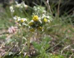 Artemisia umbelliformis