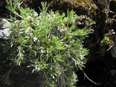 Artemisia umbelliformis