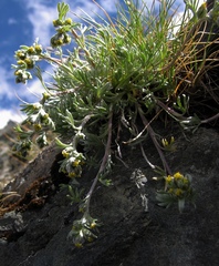 Artemisia umbelliformis