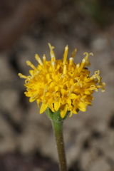 Chaenactis nevii