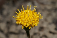 Chaenactis nevii