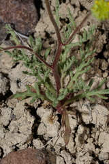 Chaenactis nevii